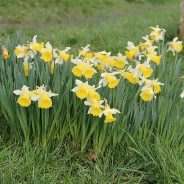 Narcissus pseudonarcissus subsp. lobularis  Nijssen Tuin Heemstede